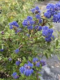 Image result for Cyphia brachyandra