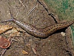Grosser Oder Tigerschnegel Tigerschnegel Schnecken Nacktschnecken