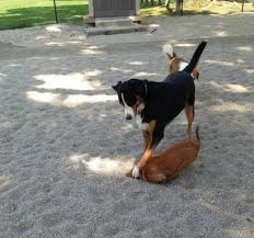 صور مضحكة Funny Dog Memes Funny Animals Funny Animal Pictures