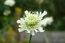 Image result for Cephalaria
