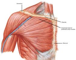 Atlas of anatomy of the human body: Anatomy Lesson 4 Jamie S Chest 8th Wonder Of The World Outlander Anatomy