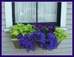 Vibrant Window Shade Flowers Shade Plants Window Box Plants