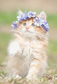 Cute Cat With Flower Crown Ile Ilgili Gorsel Sonucu Tap The Link Now To See All Of Our Cool Cat Collections Kittens Cutest Baby Animals Animals