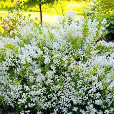 Дейция Никко - Архив - Семена и саженцы почтой от НПО Сады ...