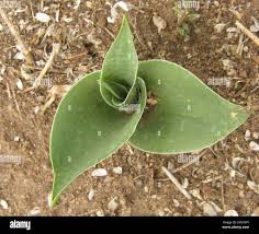 Image result for Ledebouria revoluta