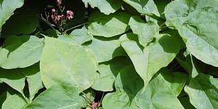 We did not find results for: Cigar Tree Flowering Time Description Seasonal Development And General Distribution In Ohio