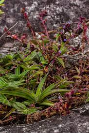 Image result for Cyanotis foecunda