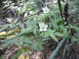 Image result for Rubus rosifolius