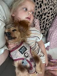 Daisy is a long hair Dachshund red/brown hair. She has been missing for 2  days. In April she had a blood transfusion and gets very tired easily. She  is