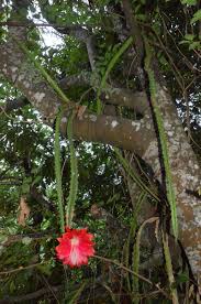 Image result for Senecio speciosus