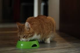Here's what it looks like and what you can do. 4 Natural Home Remedies To Treat Cat Vomiting Excitedcats
