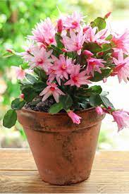 How To Care For Your Christmas Cactus Before After Christmas Christmas Cactus Cactus Care Poinsettia Plant
