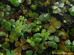 Image result for Marsileaceae