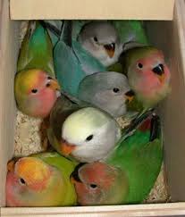 Pin On Lovely Lovies