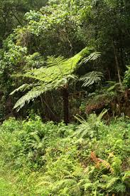 Image result for Cyathea dregei