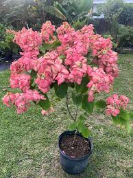 Image result for Mussaenda