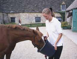 10 Common Horse Feeding Mistakes