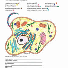 Plant Cell Coloring Key 5 1024x1024 With Plant Cell Coloring Key Animal Cells Worksheet Plant And Animal Cells Cells Worksheet