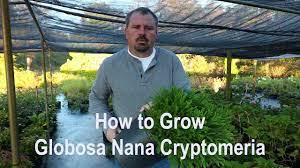 Check spelling or type a new query. How To Grow Globosa Nana Cryptomeria Dwarf Japanese Cedar With Detailed Description Youtube