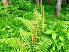 Image result for Osmundaceae