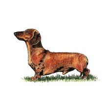 They live in the heart of a busy home with adults and a young c. Dachshund Min Smooth Haired Breeds A Z Kennel Club