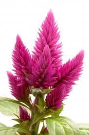 Pin On Flower Farming