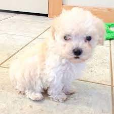 Meet nbabear, a stunning maltipoo who made a first debut into the world on april 3, 2021. Seattle Wa Maltese Meet Maltipoo Puppies Hero Dogs A Pet For Adoption