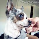 Meet Little A Gorgeous Merle Chihuahua From North Carolina Gambar Anjing Lucu Anjing Chihuahua Ras Anjing