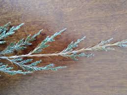 Image result for Helichrysum harveyanum