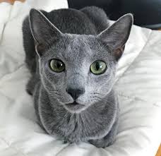 Pictures Of Russian Blue Cats And Nothing More In 2020 Hypoallergenic Cats Cat Breeds Blue Cats