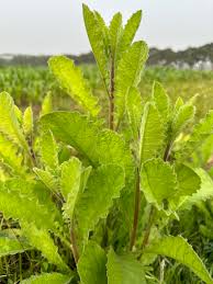 Image result for Blumea