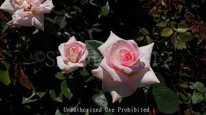Plantfiles Pictures Hybrid Tea Rose Pink Promise Rosa By Daylilyslp