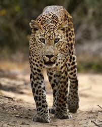 Srilankan Wild Leopard Wilpattu National Park Srilanka National Parks Park Wildlife Conservation