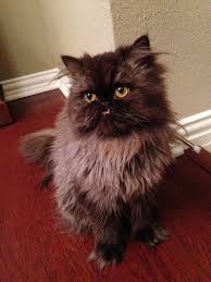 2020 popular 1 trends in home & garden, toys & hobbies, jewelry & accessories, men's clothing with persian cat and 1. This Week S Monday Miracle Is At The Center Of A Celebrikitty Scandal Catster