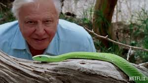 David Attenborough Zycie Na Naszej Planecie 2020 Recenzja Opinie O Filmie Netflix Ppe Pl