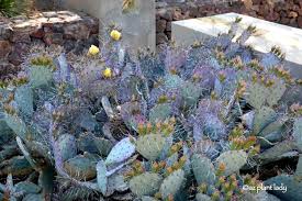 The most common prickly pear cactus material is metal. Teddy Bear Cholla Archives Ramblings From A Desert Garden