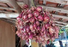 Cara Menanam Bawang Merah Tanpa Tanah Yang Baik Dan Benar