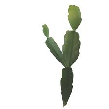 Here's what you need to know about repotting christmas cactus including when & how to do it along with the best soil mix to use.christmas cactus, although lovely w… How To Propagate Christmas Cactus Sunny Home Gardens