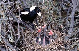Residents warned of aggressive birds days before baby was killed sajhait august 9, 2021 a concerned resident issued a terrifying warning, urging others to be aware of an aggressive magpie terrorizing a local park just days before a baby was tragically killed in a freak diving incident. Magpies Behaving Badly Nature Features Abc Science