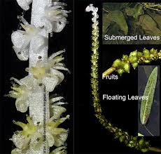 We did not find results for: Biodiversity Of Sri Lanka à¶š à¶šà¶§ à¶º Kekatiya Aponogeton Crispus