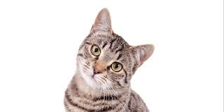 Some cat owners give their cats garlic because it is believed to have medicinal benefits, including the prevention of heart disease and fleas. Can Cats Eat Potatoes