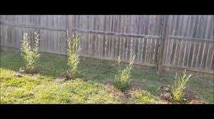Planting the willow hybrid tree. Hybrid Willow Trees 40 Day Growing Process Youtube