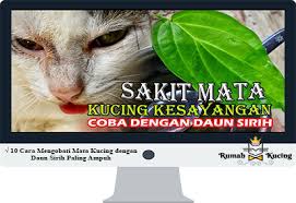 Perbatasan dan bingkai daun hijau, batas daun hijau, daun hijau, cat air daun, sudut, fotografi png. 10 Cara Mengobati Mata Kucing Dengan Daun Sirih Paling Ampuh