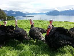 © mari kalkun 2020 • info@marikalkun.com. Prisvinnende Kalkun Til Festbordet Meny No