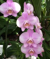 Marie Selby Botanical Gardens, Sarasota ...