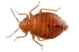 We handle other pest control as well as a highly skilled and reputable bed bug exterminator in columbus ohio, we start our approach with a thorough inspection to. Why Do Bed Bugs Keep Coming Back Sigma Pest Control