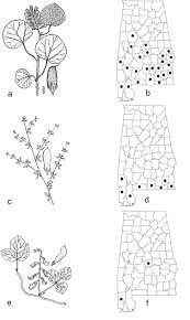 Image result for Dolichos simplicifolius