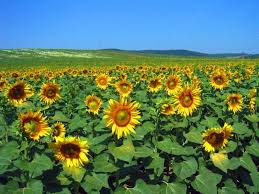 Sunflowers Are Very Common In Hungary And You May Pass Acres And Acres Of Them On The Roads Hungary Places To Go Heart Of Europe
