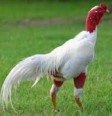 Ada pertengkaran tentang pertarungan sabung ayam yang menyebabkan penembakan, situs web kementerian keamanan publik vietnam melaporkan. Ayam Saigon Dan Ganoi Dalam Dunia Pecinta Ayam Bangkok Facebook
