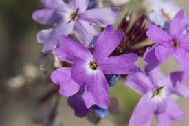 Image result for Verbena aristigera
